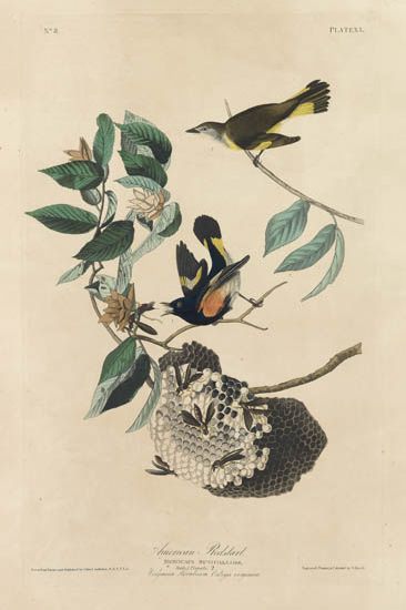 (BIRDS.) Audubon, John James. American Redstart. Plate XL.